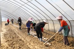 贵州长顺：日产2万棒 科技赋能“菌”财产