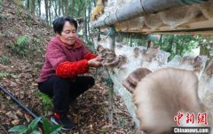 生态富农 福建福安村落林下经济“多点开花”